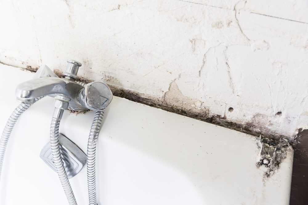 How To Prevent Mold In Shower: 6 Tips From Plumbers
